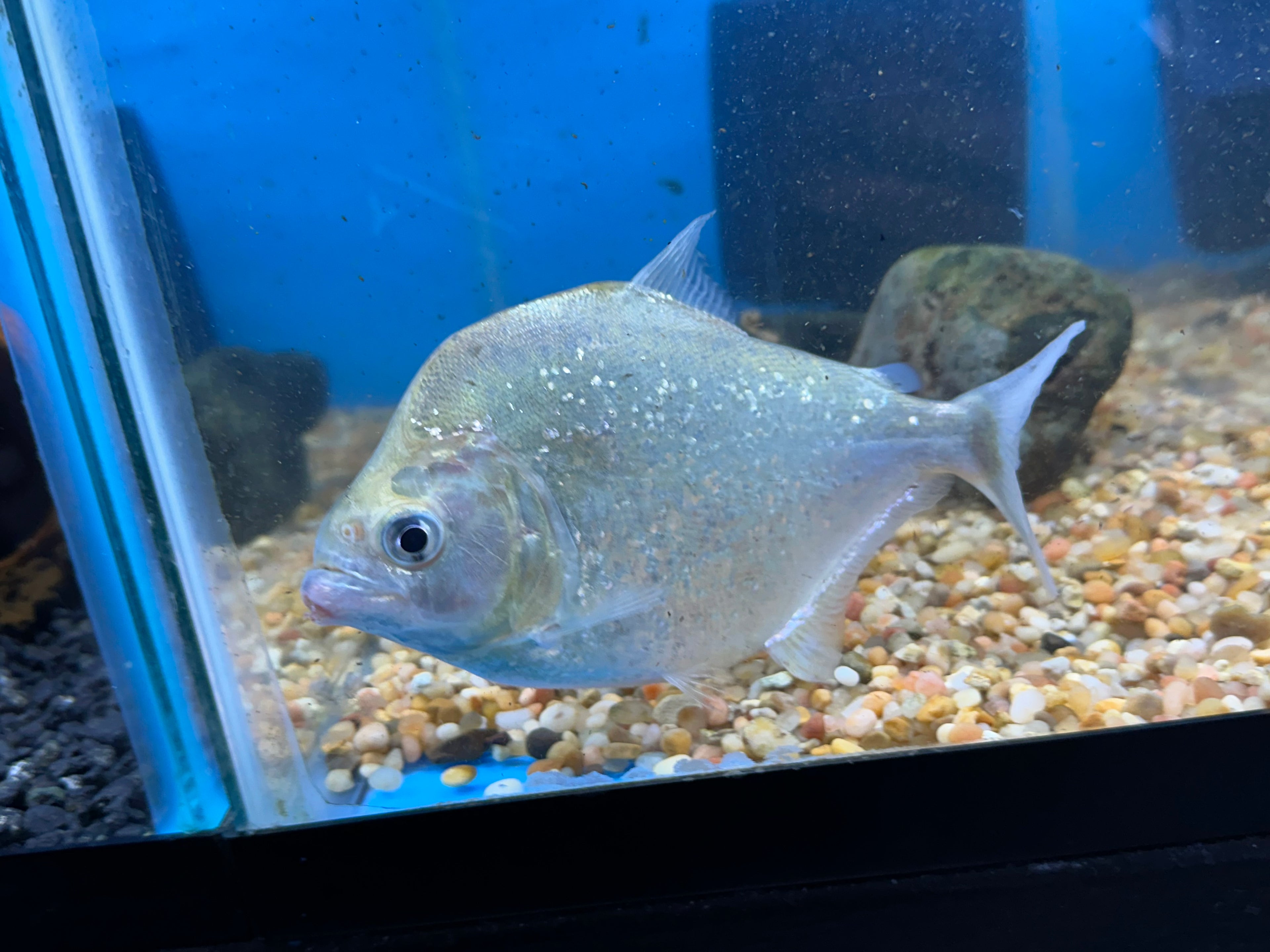 Diamond Rhom Piranha (5-6”)