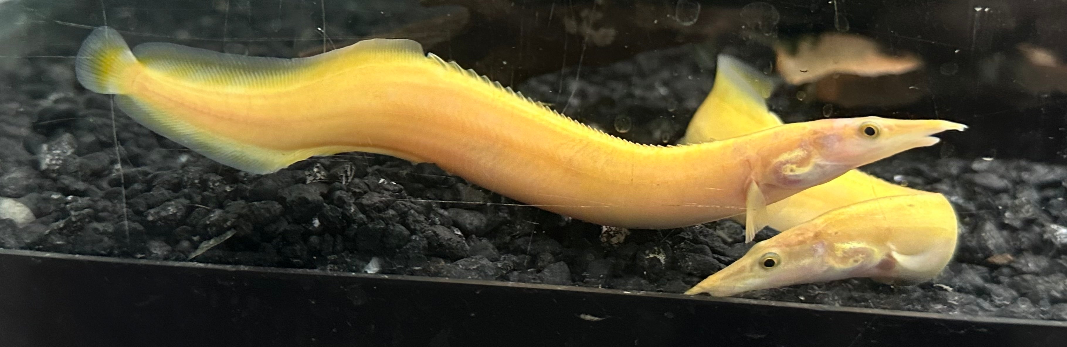 Xanthic Spiny Eel (7-8”)