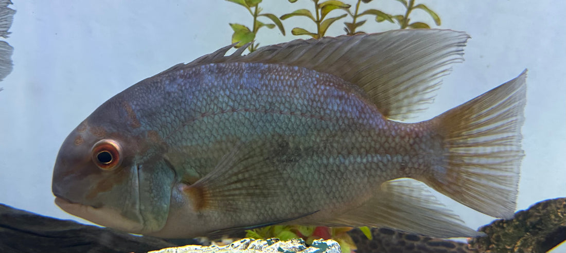 Jumbo True Parrot Cichlid (9”+)