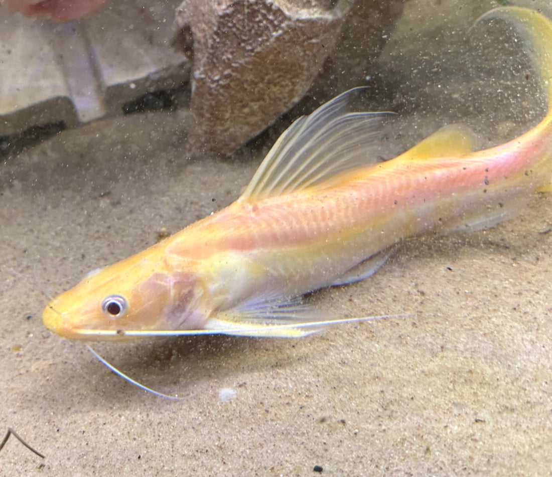 Albino Nemurus Catfish (8-9”)