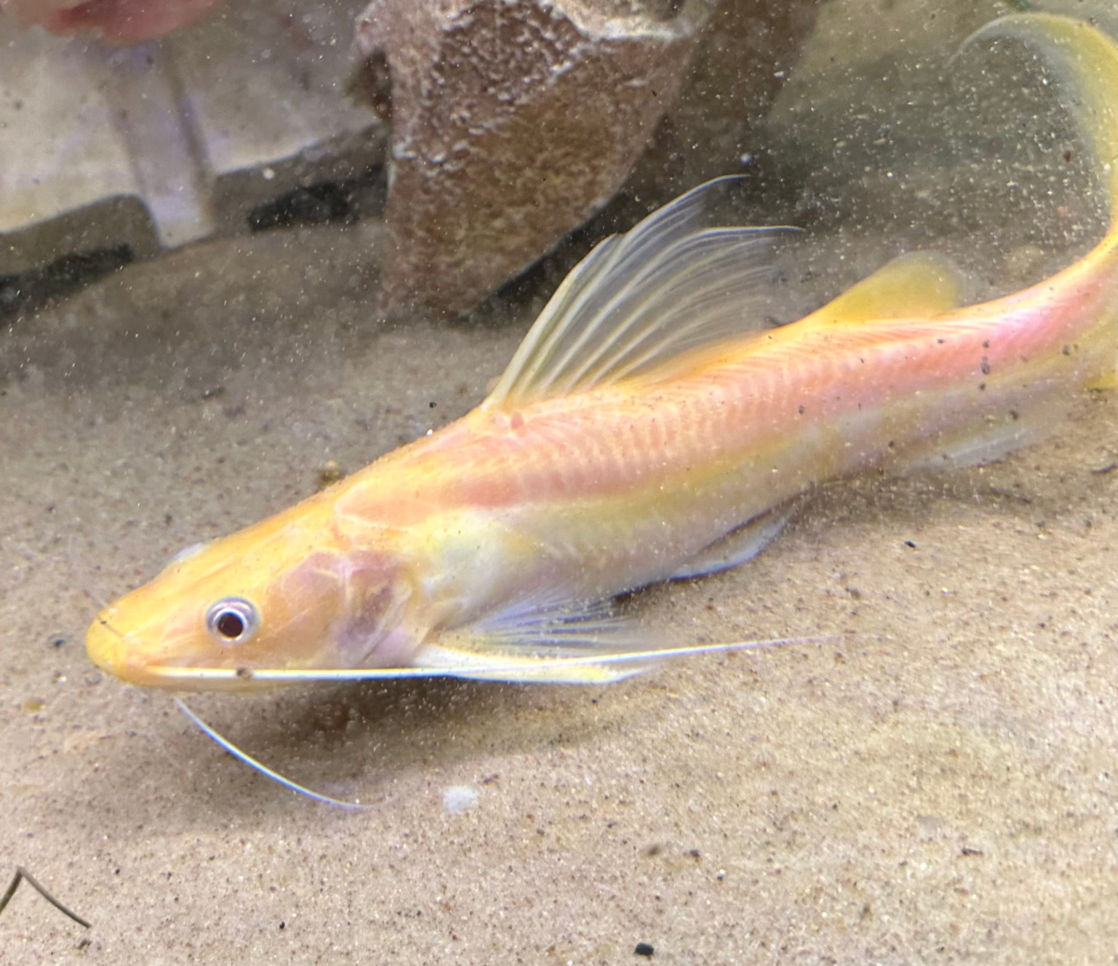 Albino Nemurus Catfish (8-9”)