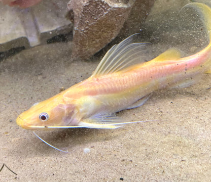 Albino Nemurus Catfish (8-9”)