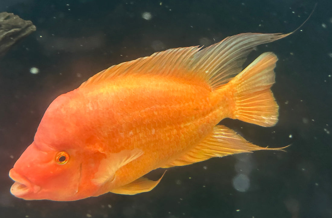 XL Mammon Hybrid Cichlid (9-10”)