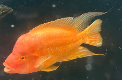 XL Mammon Hybrid Cichlid (9-10”)