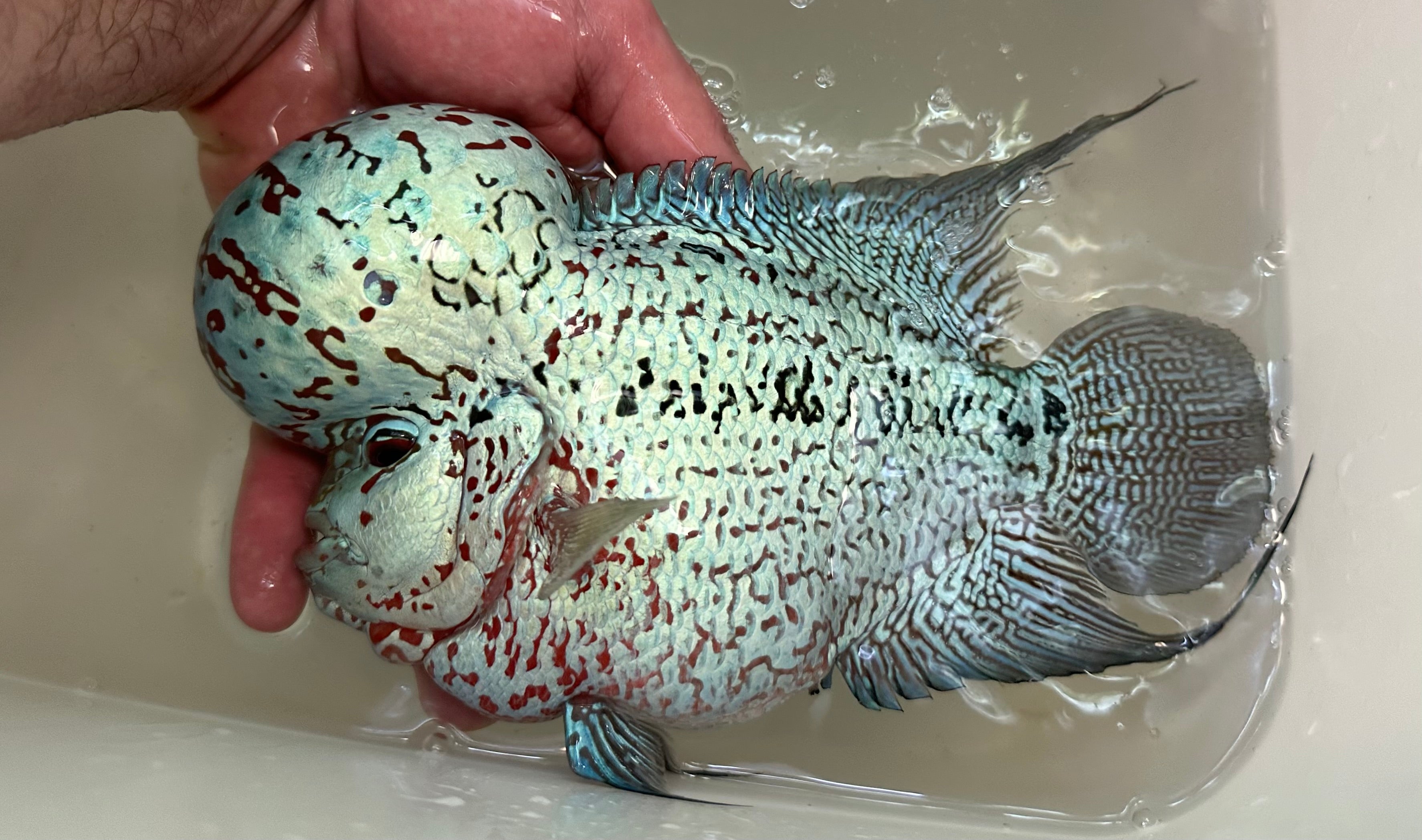 XL Show Flowerhorn (7-8”)