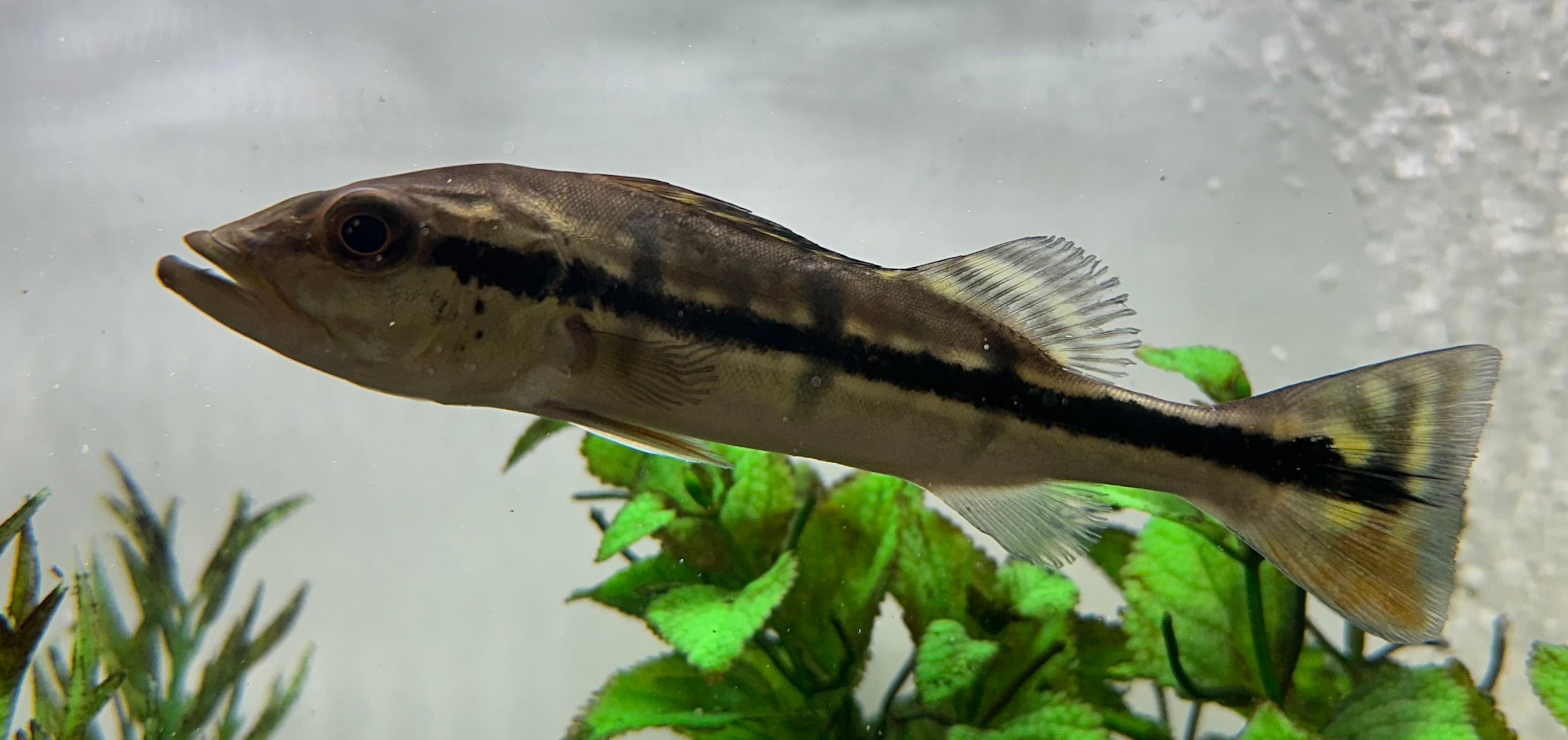 WC Temensis Peacock Bass (5-6”)