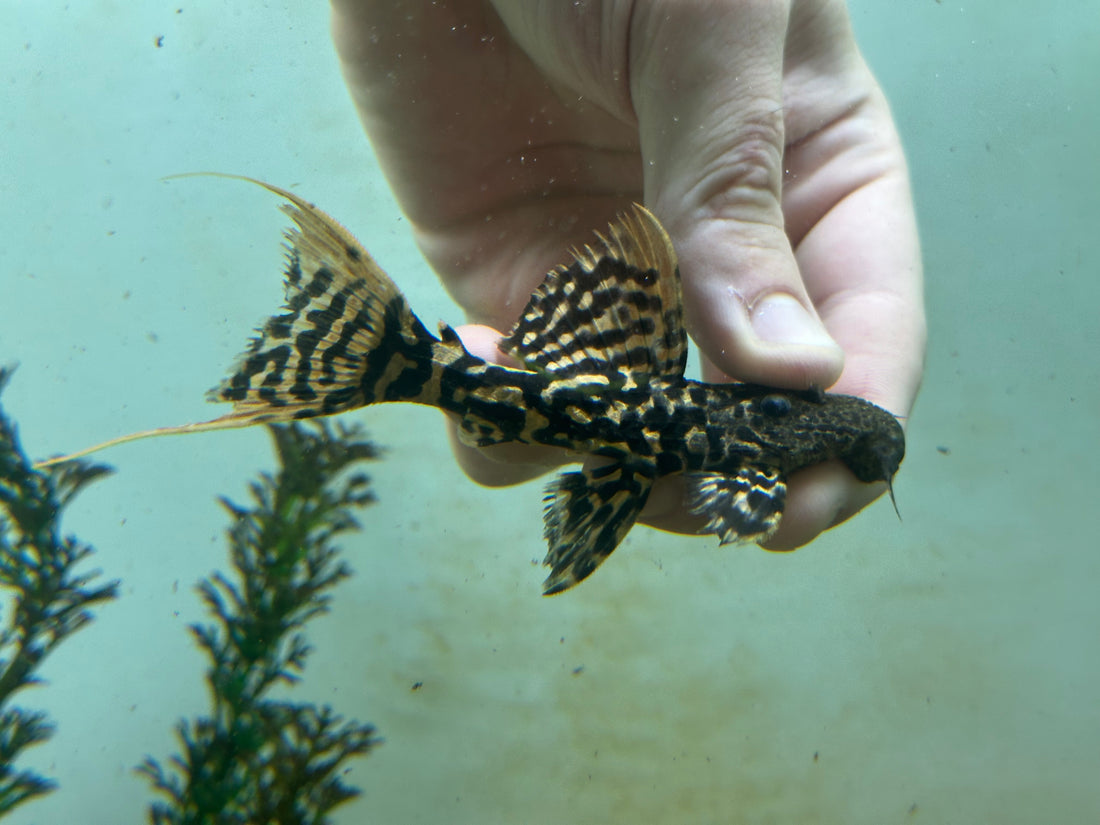 L273 Red Titanic Pleco (4-4.5”)