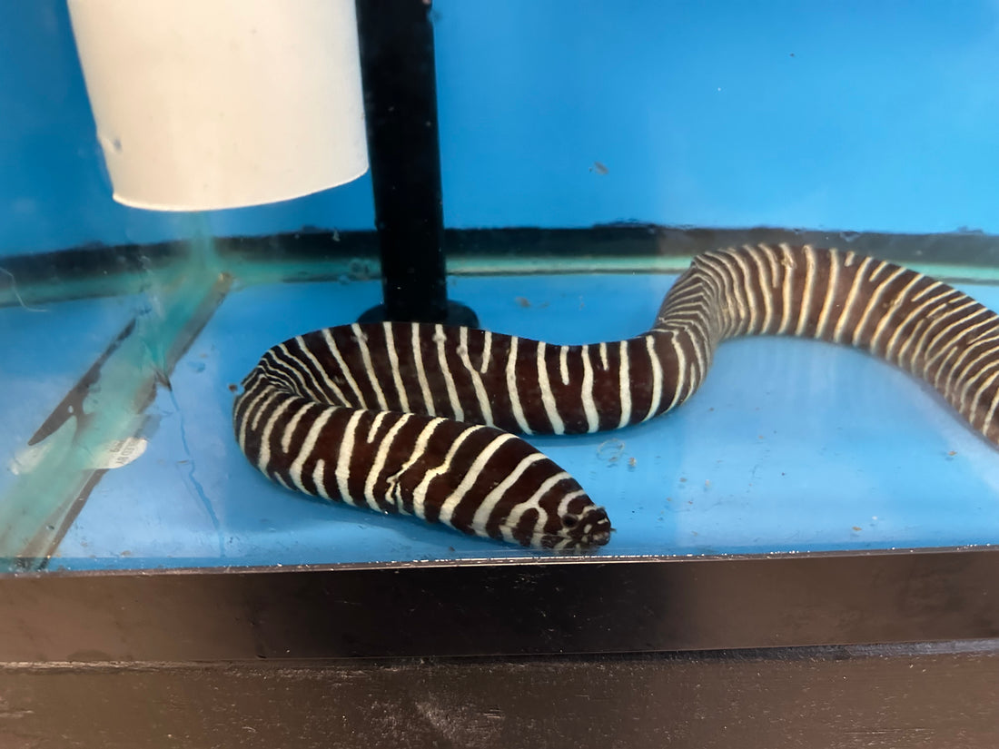 Zebra Moray Eel (18-20”)