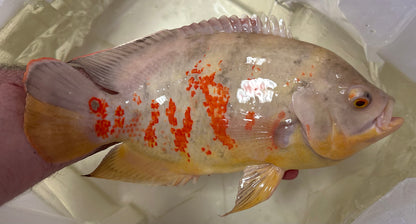 Jumbo Albino Tiger Oscar (9”)