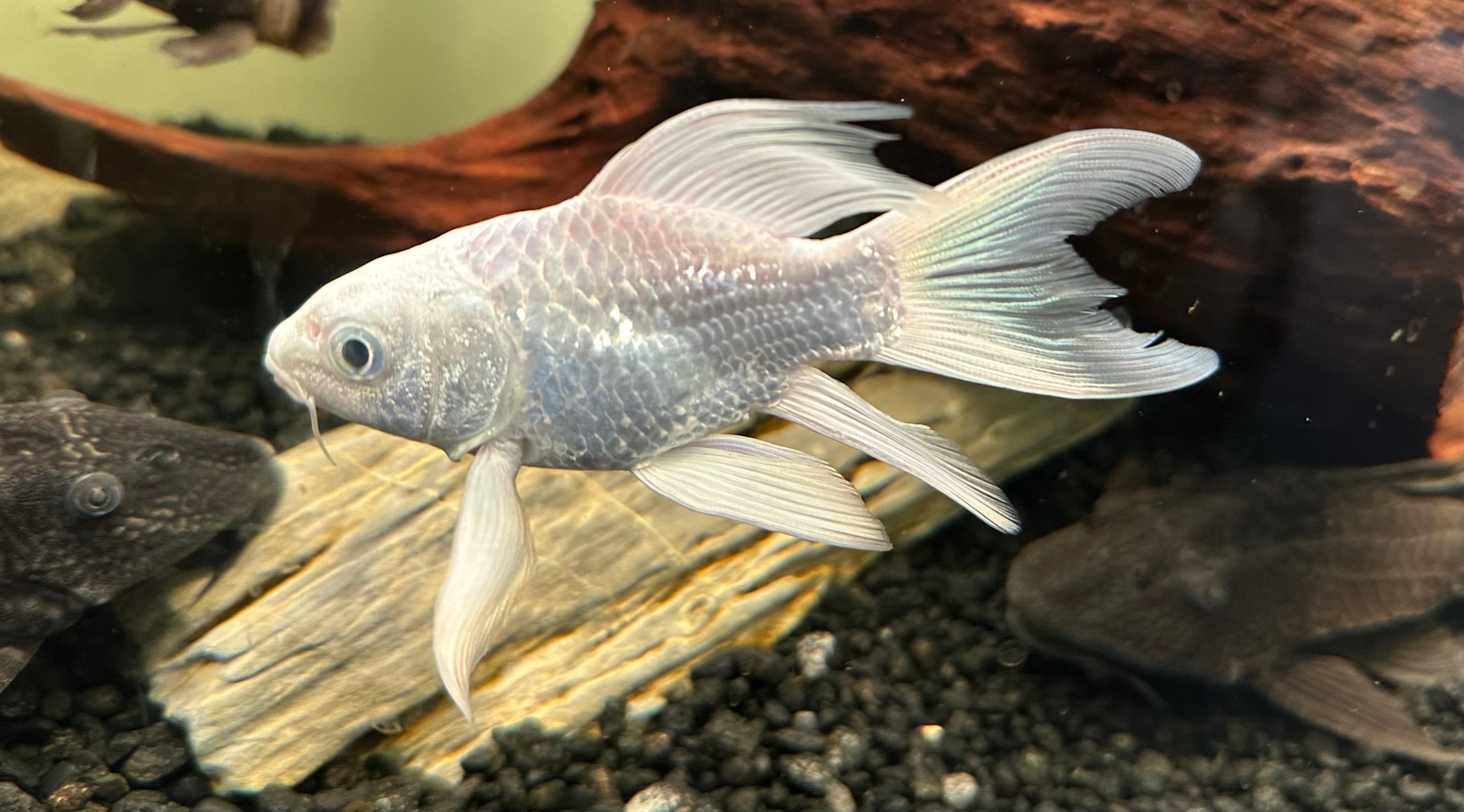 Shortbody Platinum Koi (5”+)