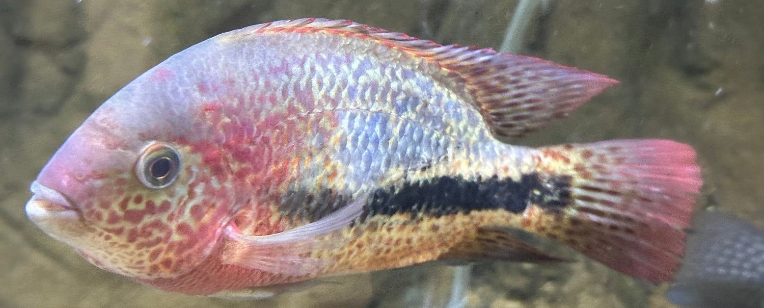LARGE Rio Chacamax Bifasciatus Vieja Cichlid (6-7”)