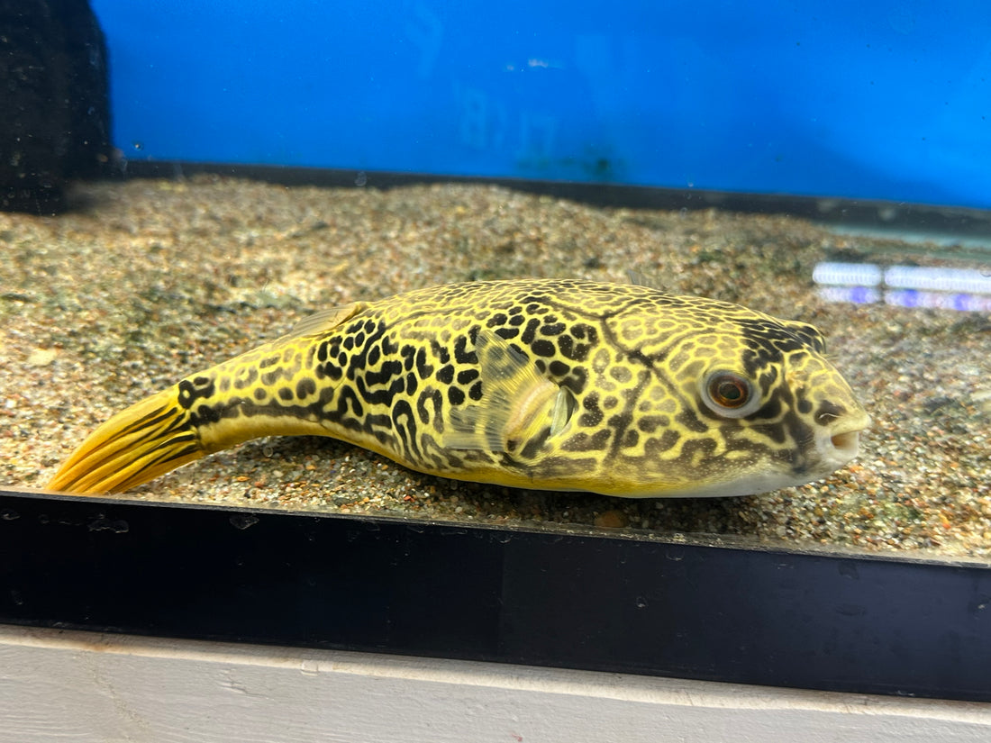 LARGE MBU Puffer (8-9”)