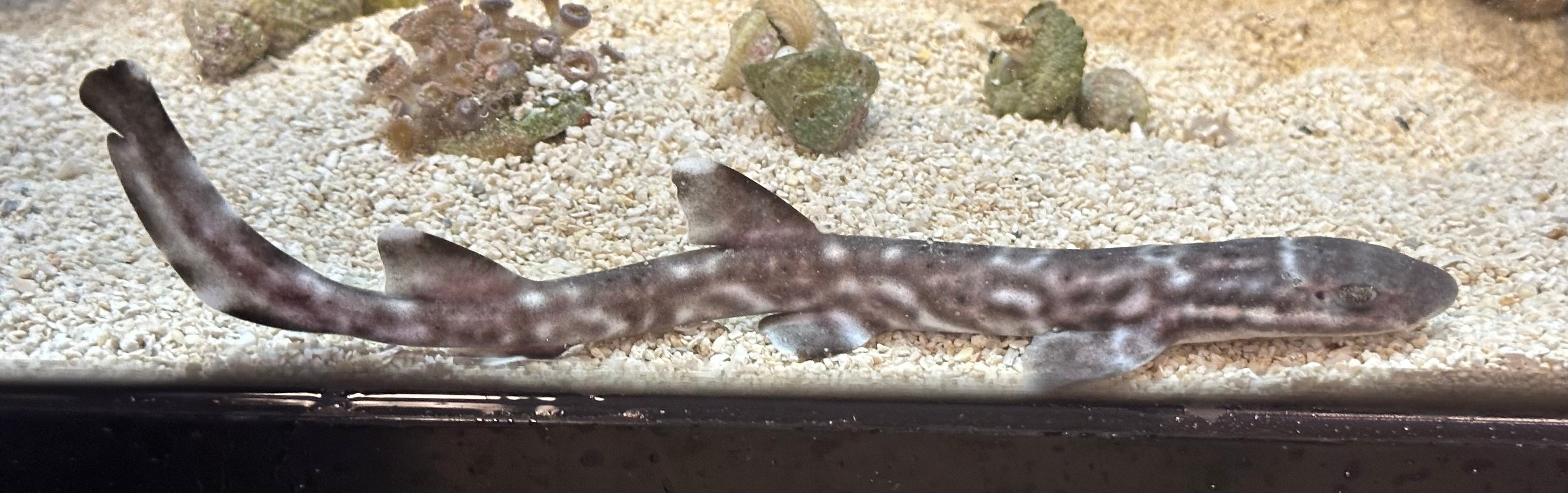Lizard Coral Cat Shark (7”)