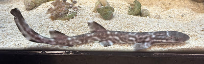 Lizard Coral Cat Shark (7”)