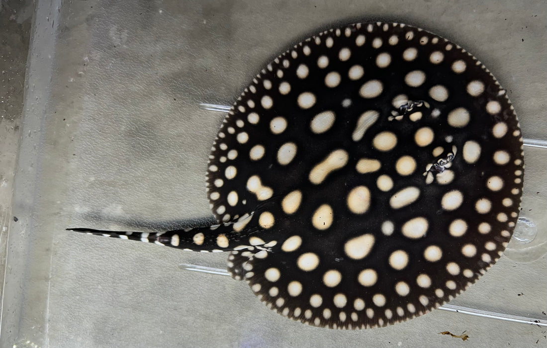 Black Diamond Stingray (Male 7”)