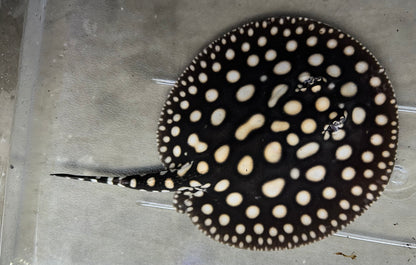 Black Diamond Stingray (Male 7”)