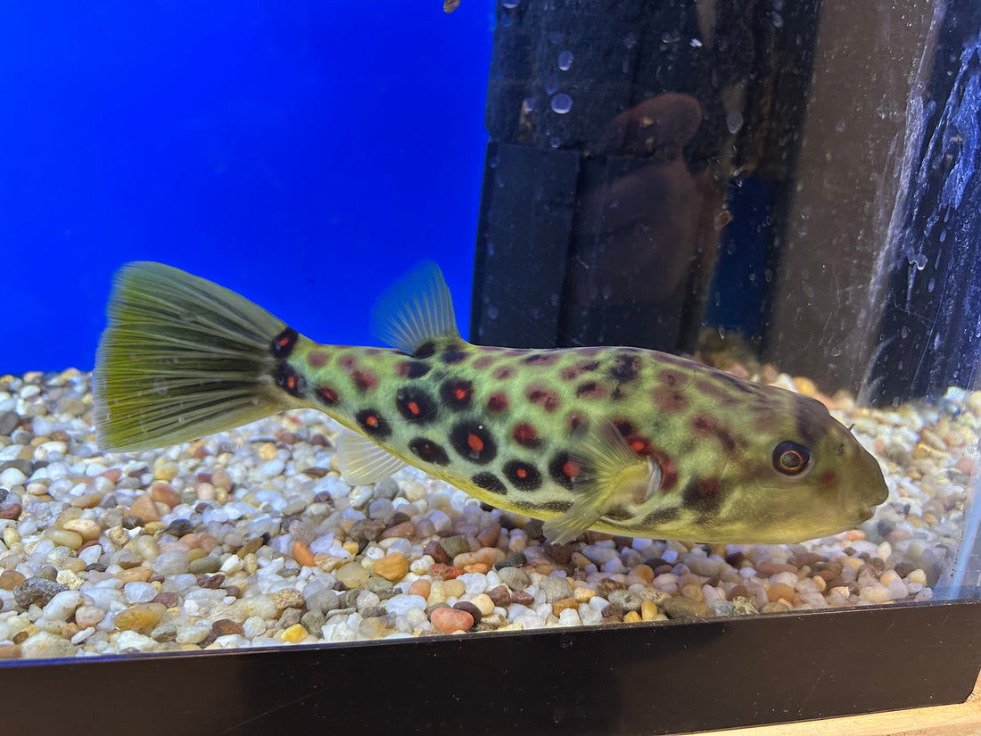 Cross River Puffer (8”+)