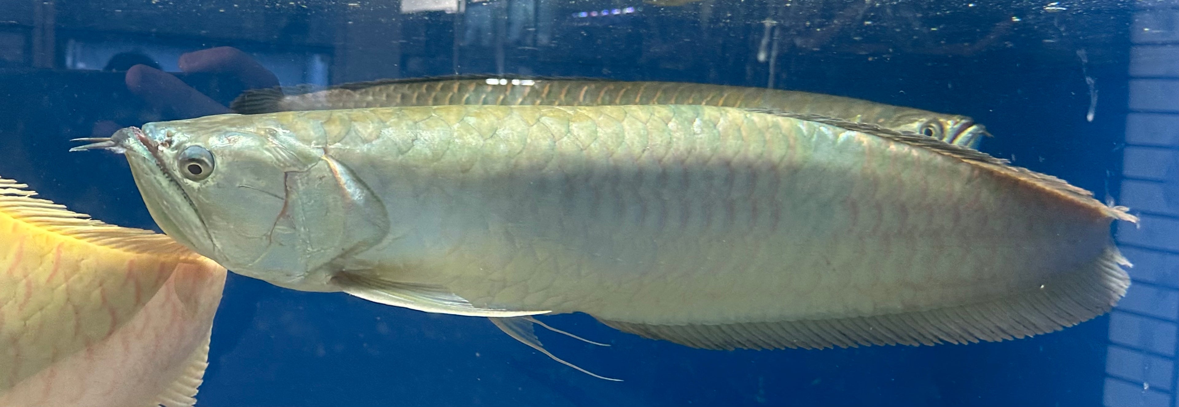 JUMBO Silver Arowana (26-28”+)