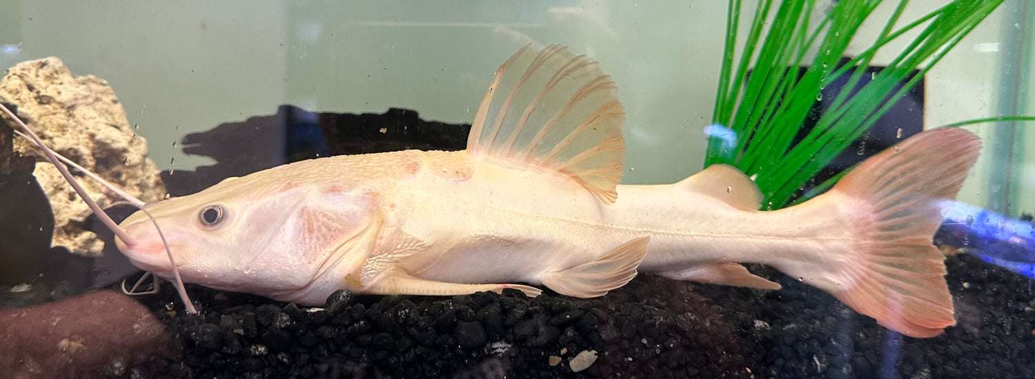 LARGE Phantom Redtail Catfish (10-11”)