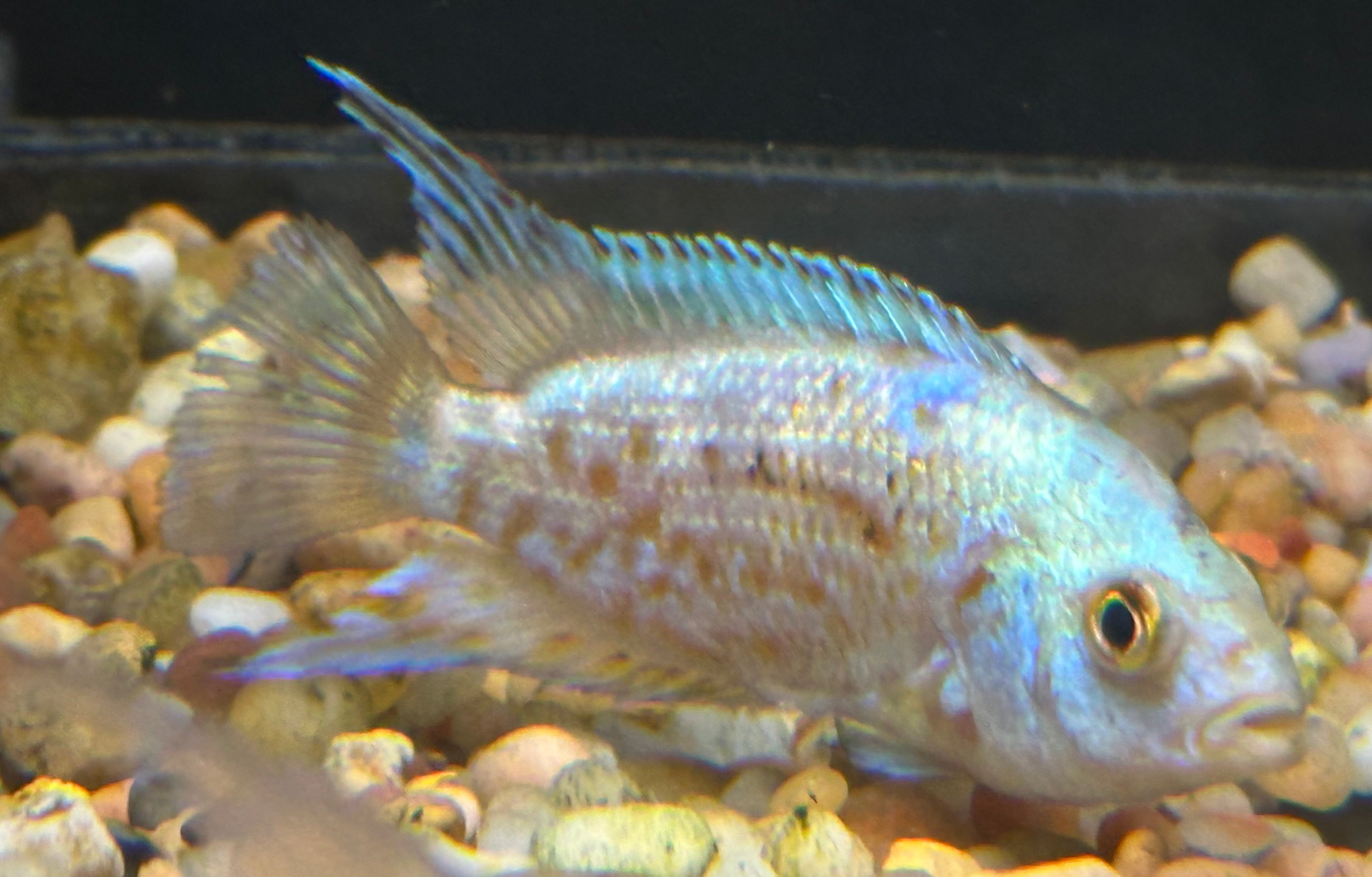 Electric Pink Jack Dempsey (2.5”)