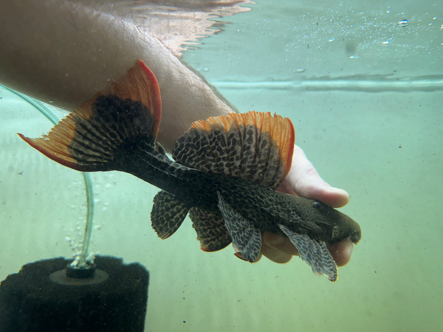 XL L600 Leopard Cactus Pleco (8-9”)