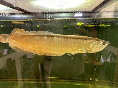 Arowana plateada XL (16-18”)