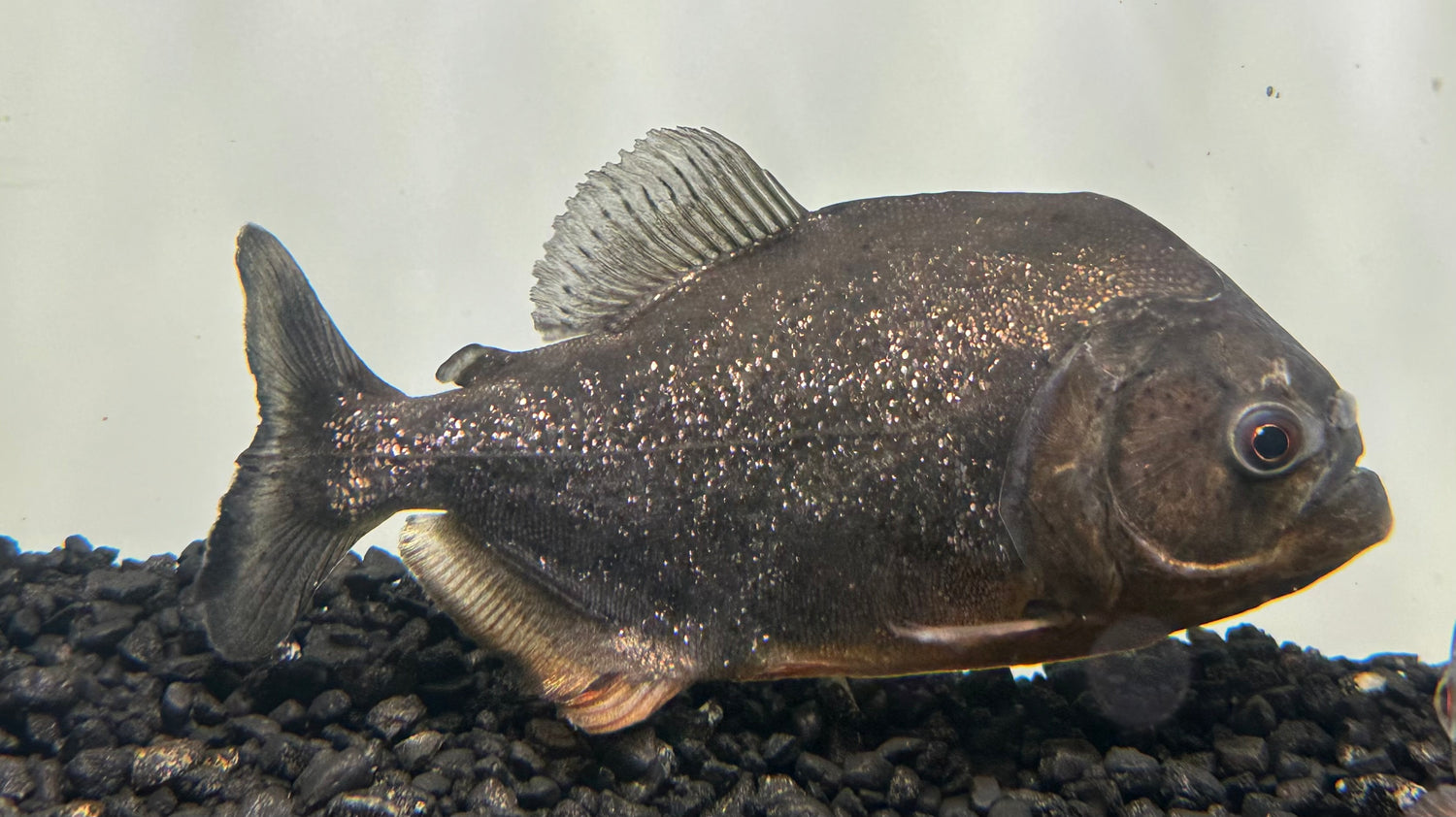 Purple Scale “Pygocentrus natteri” Piranha (5-6”)