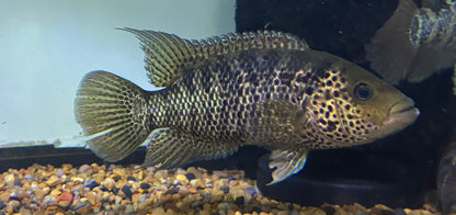 Large Red Tiger Motaguense (6-6.5”)