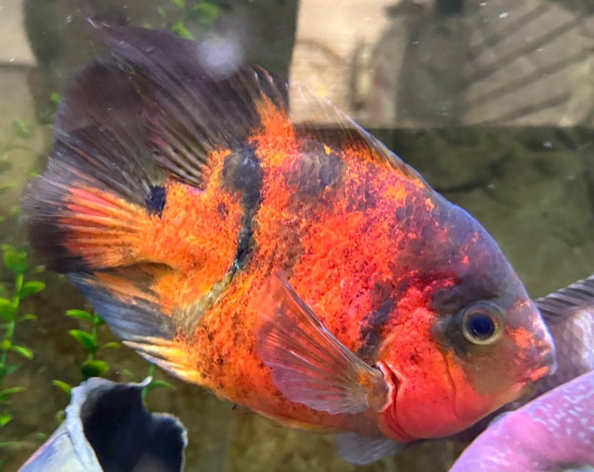 XL Red Tiger Parrot (7”)