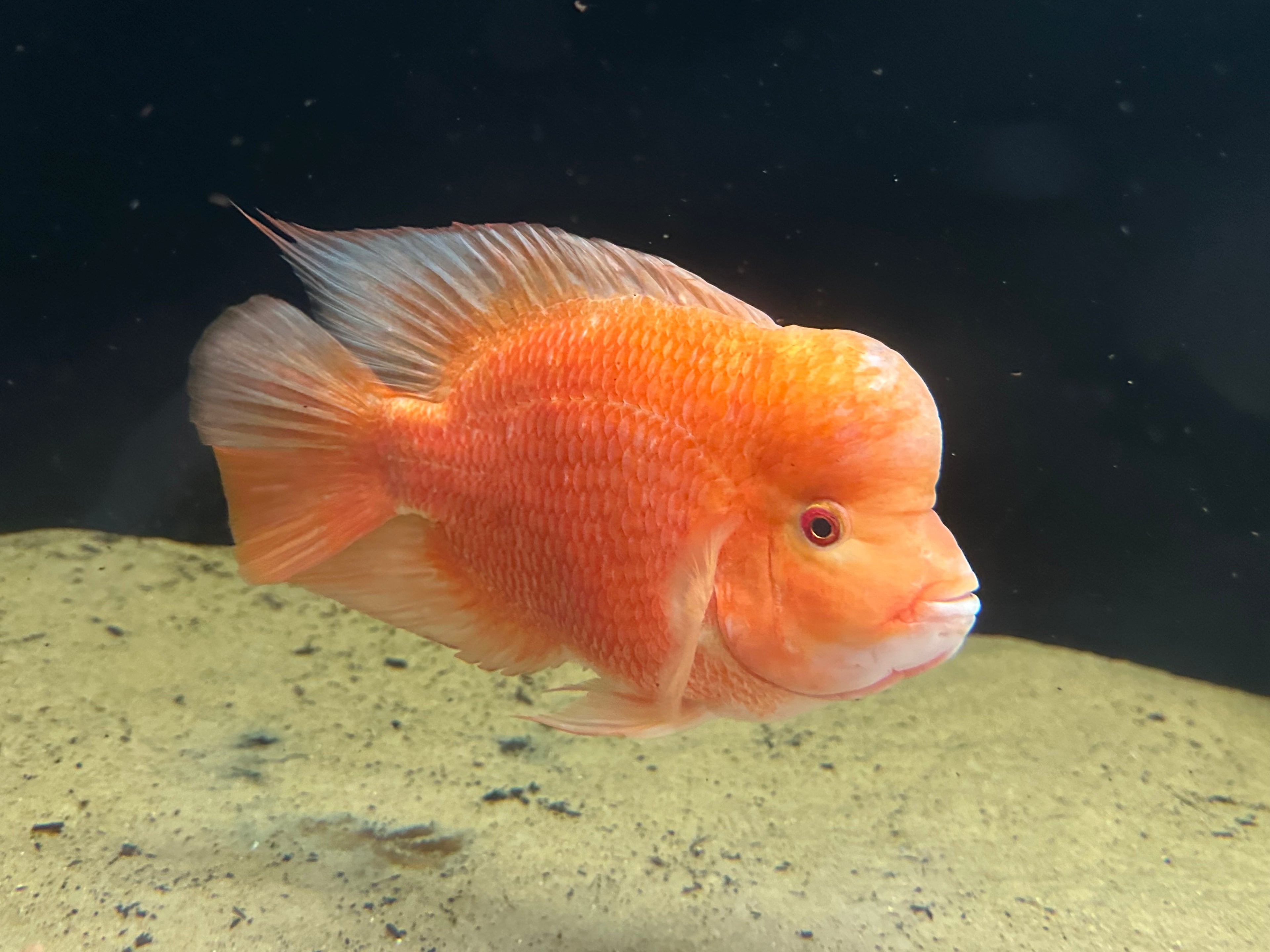 XL Mammon Hybrid Cichlid (9-10”)