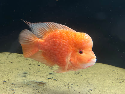 XL Mammon Hybrid Cichlid (9-10”)