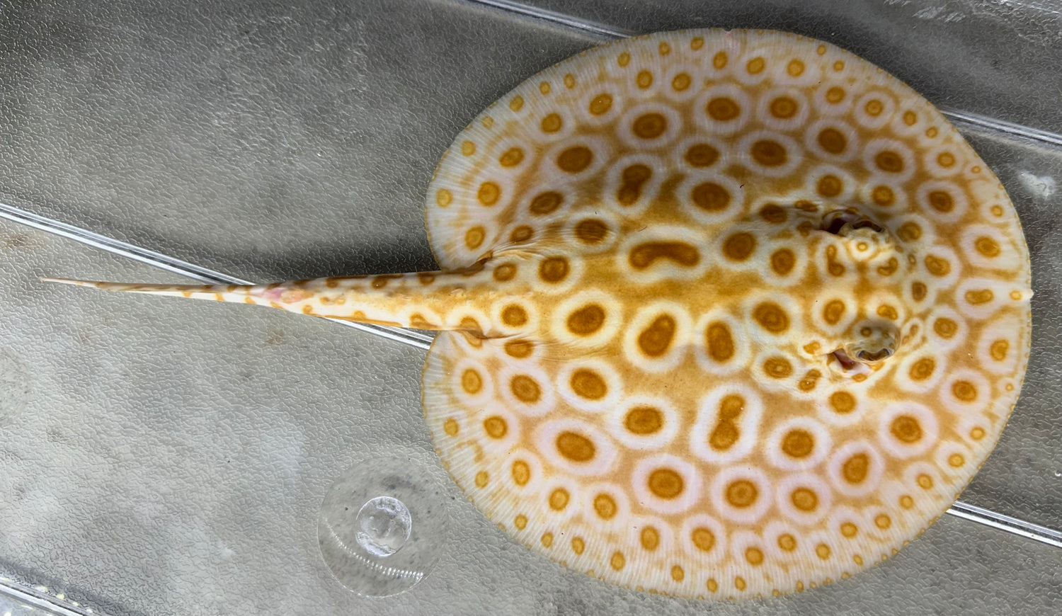 Albino Black Diamond Hybrid Stingray (Male 6”)