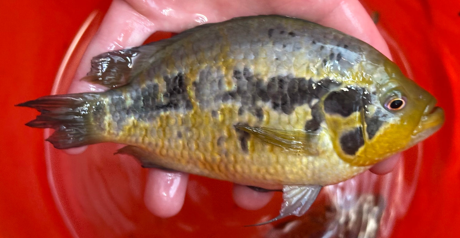 LARGE Loiselle Cichlid (6-7”)
