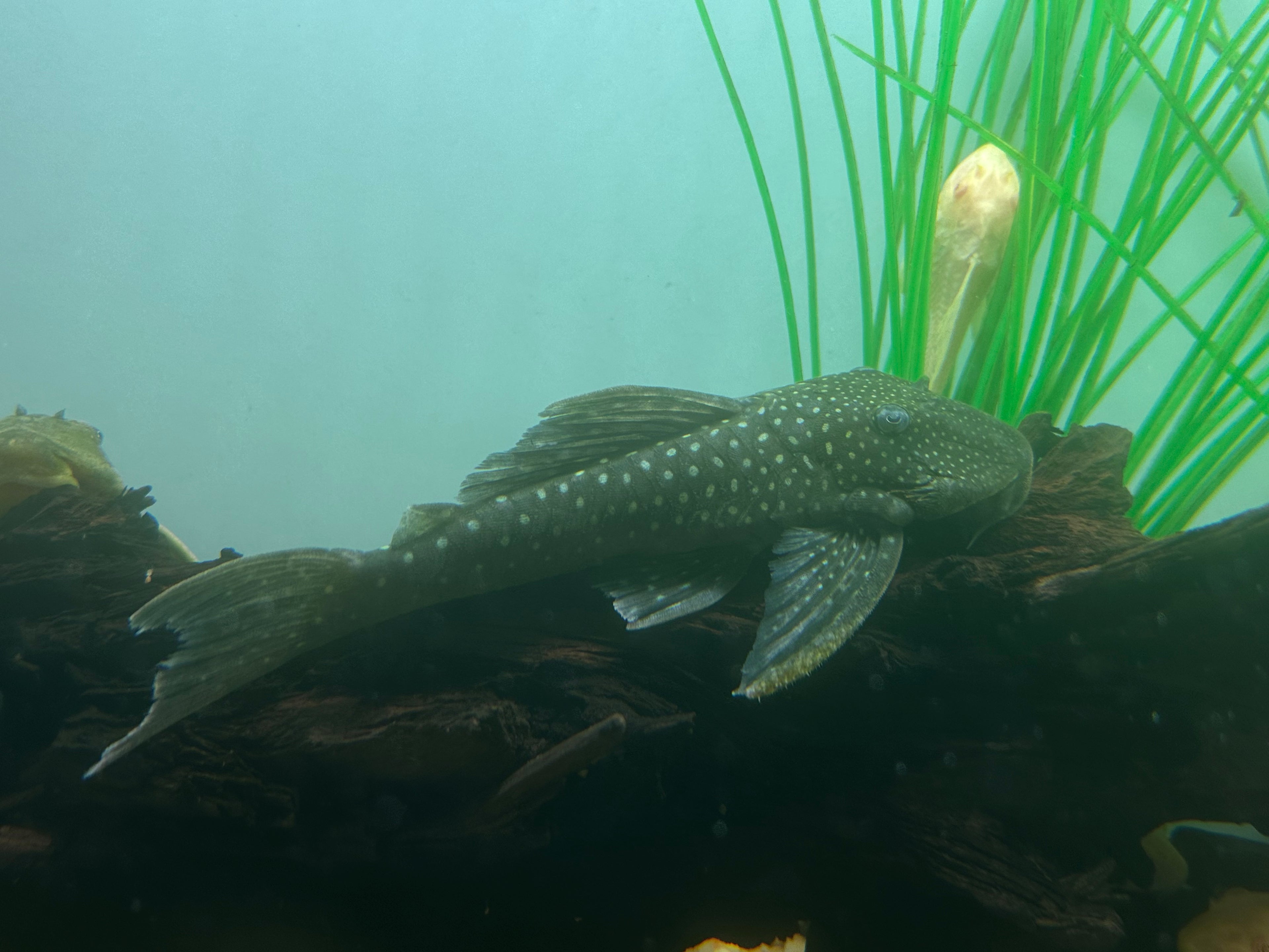 Jumbo L128 Blue Phantom Pleco (7-8”)