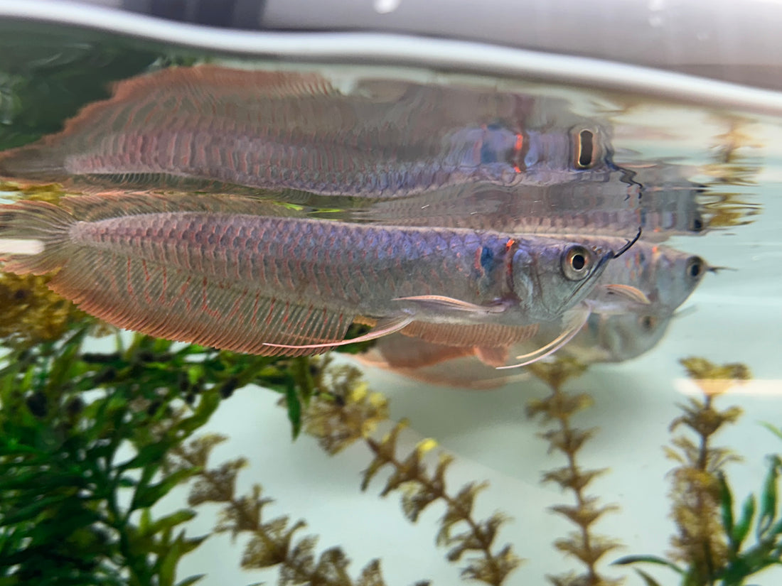 Silver Arowana (6-7”)