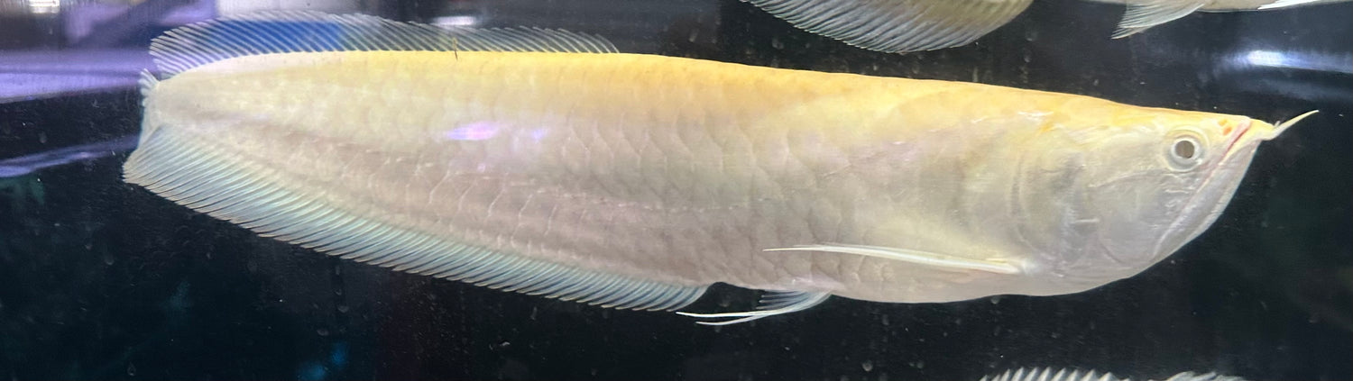 XL Albino Silver Arowana (18”)