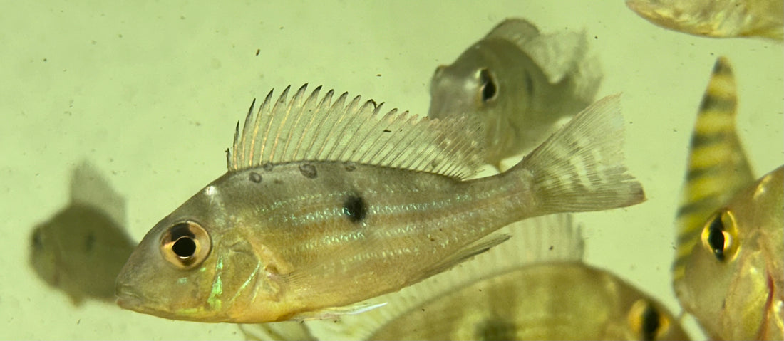 Sveni Geophagus (2”)