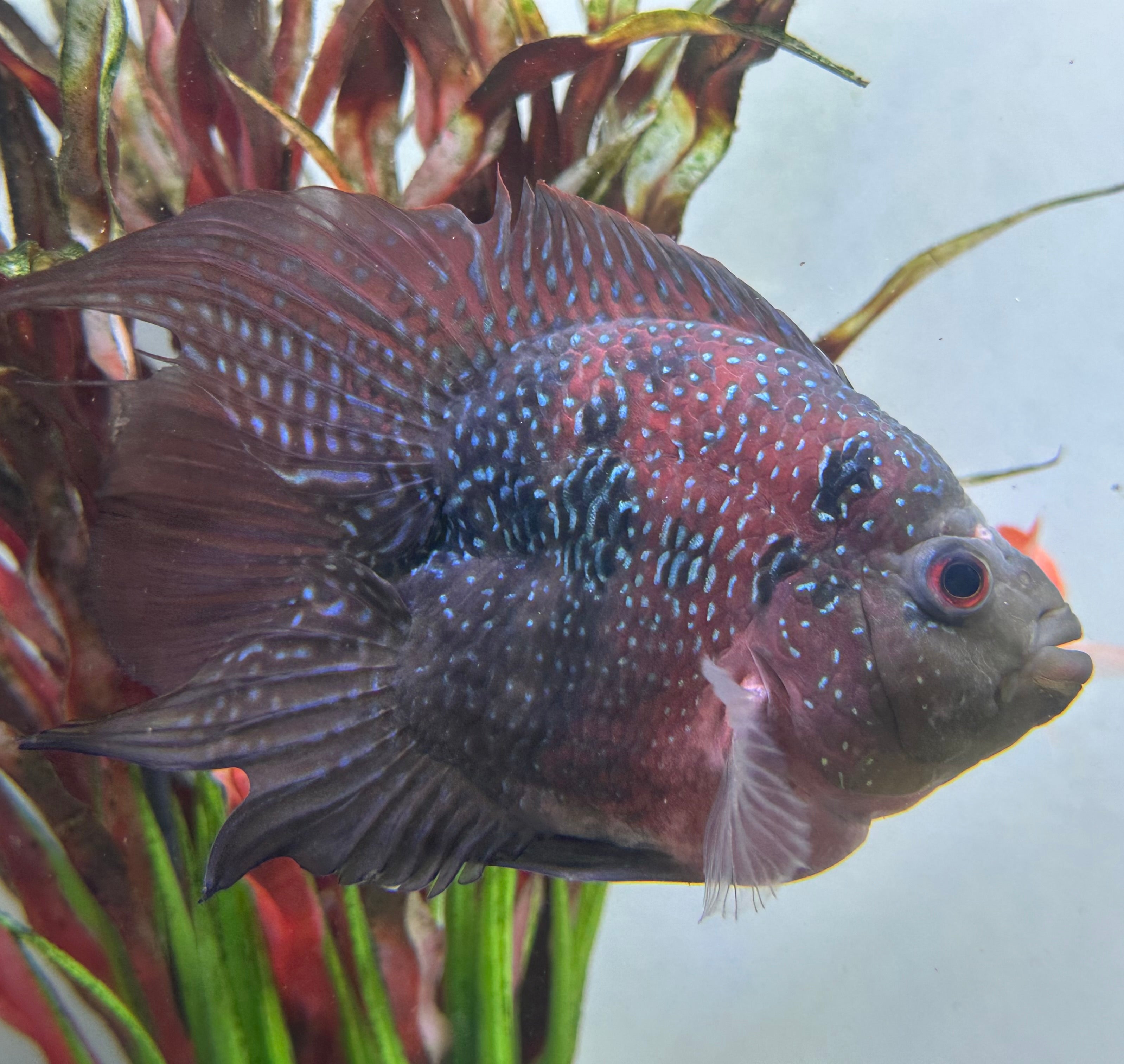LARGE Shortbody Flowerhorn (5”)