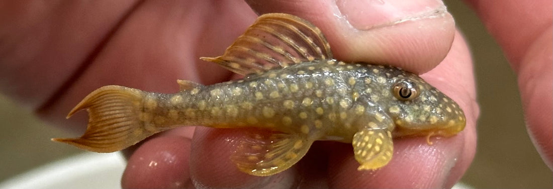 Captive Bred L014 Sunshine Pleco (1.75-2”)