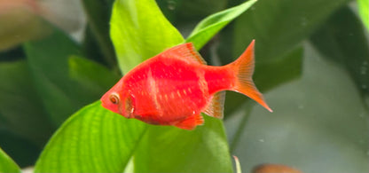 Red/Pink Glo Tiger Barb (1&quot;)