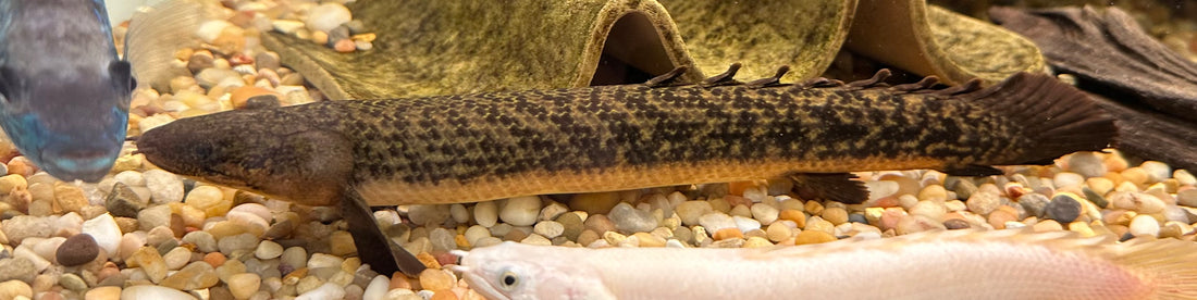 Teugelsi Polypterus (8-9”)