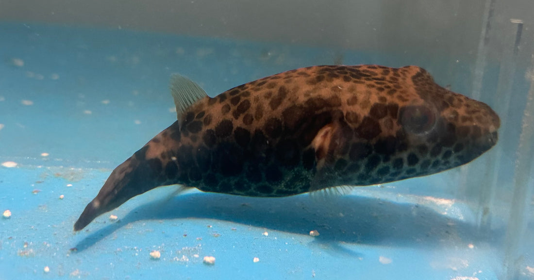 Pao Puffer (4.5-5”)