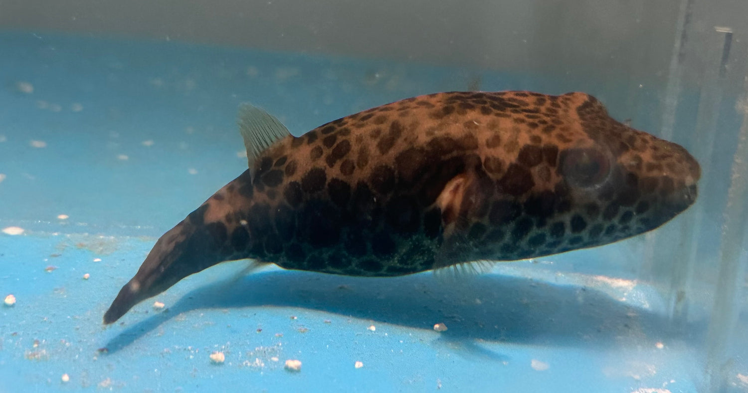 Pao Puffer (4.5-5”)