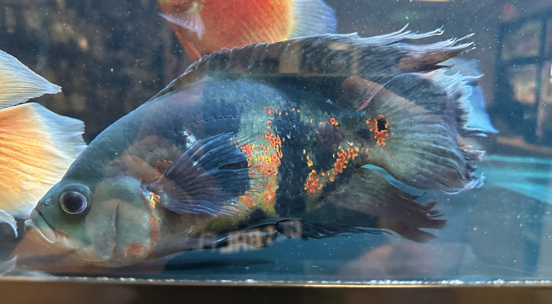 Longfin Tiger Oscar (8-9”)