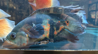 Longfin Tiger Oscar (8-9”)