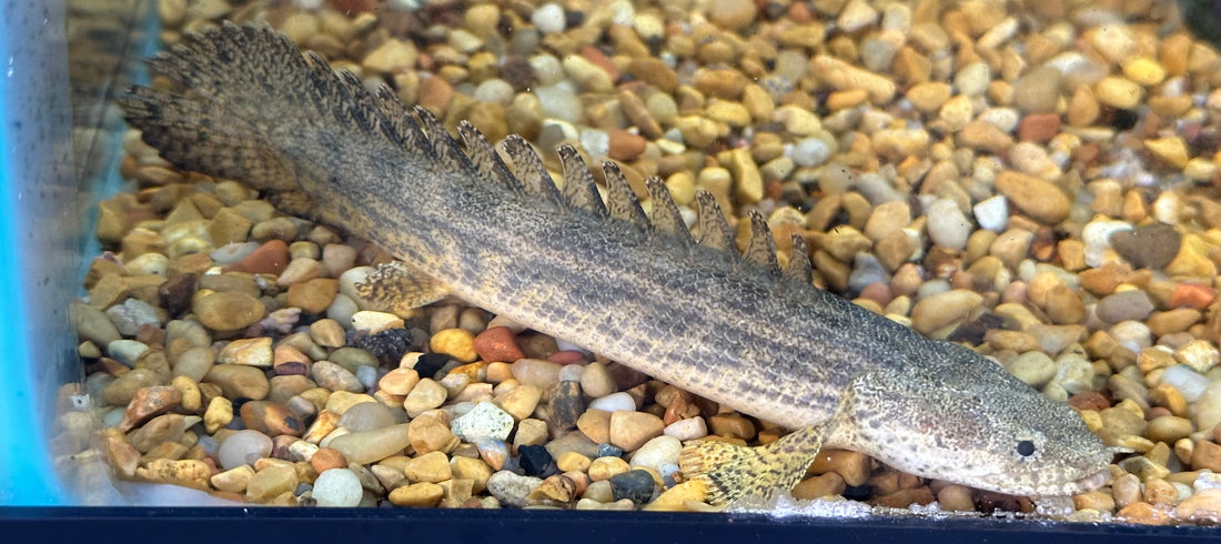 Ansorgii Polypterus (5-6”)