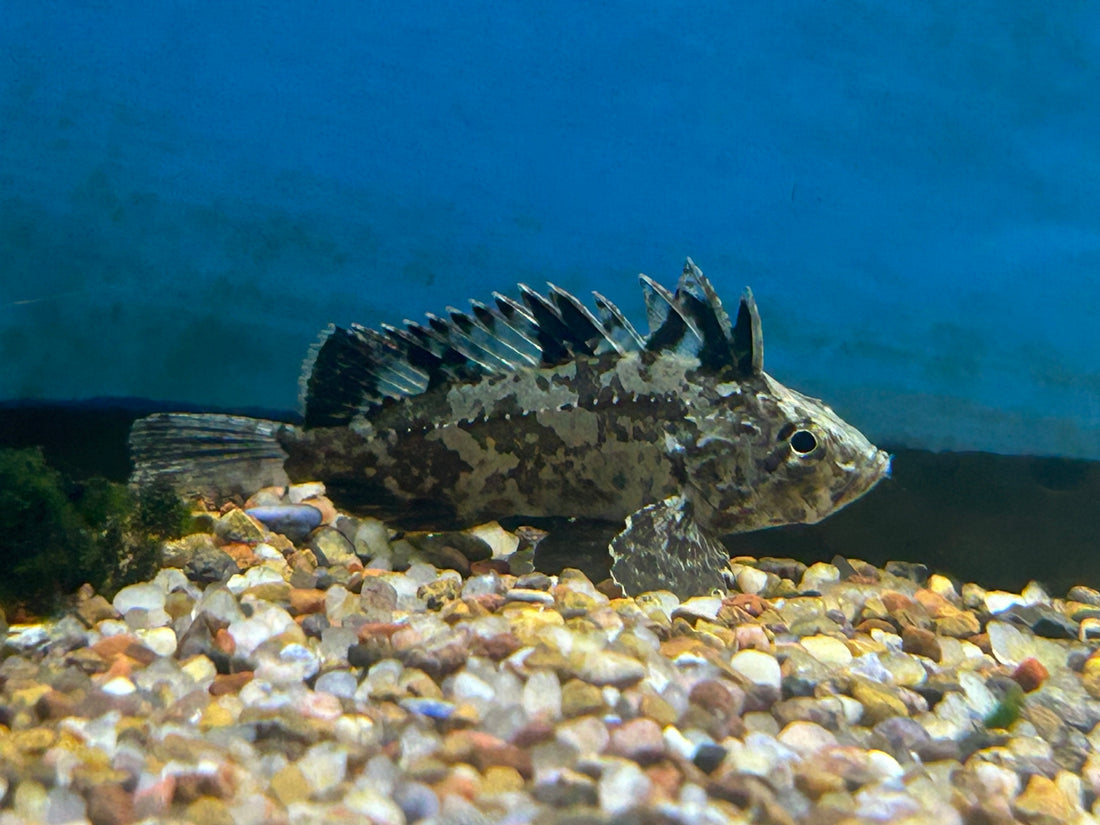 Goblin Leaf Fish (1.75-2”)