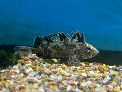 Goblin Leaf Fish (1.75-2”)