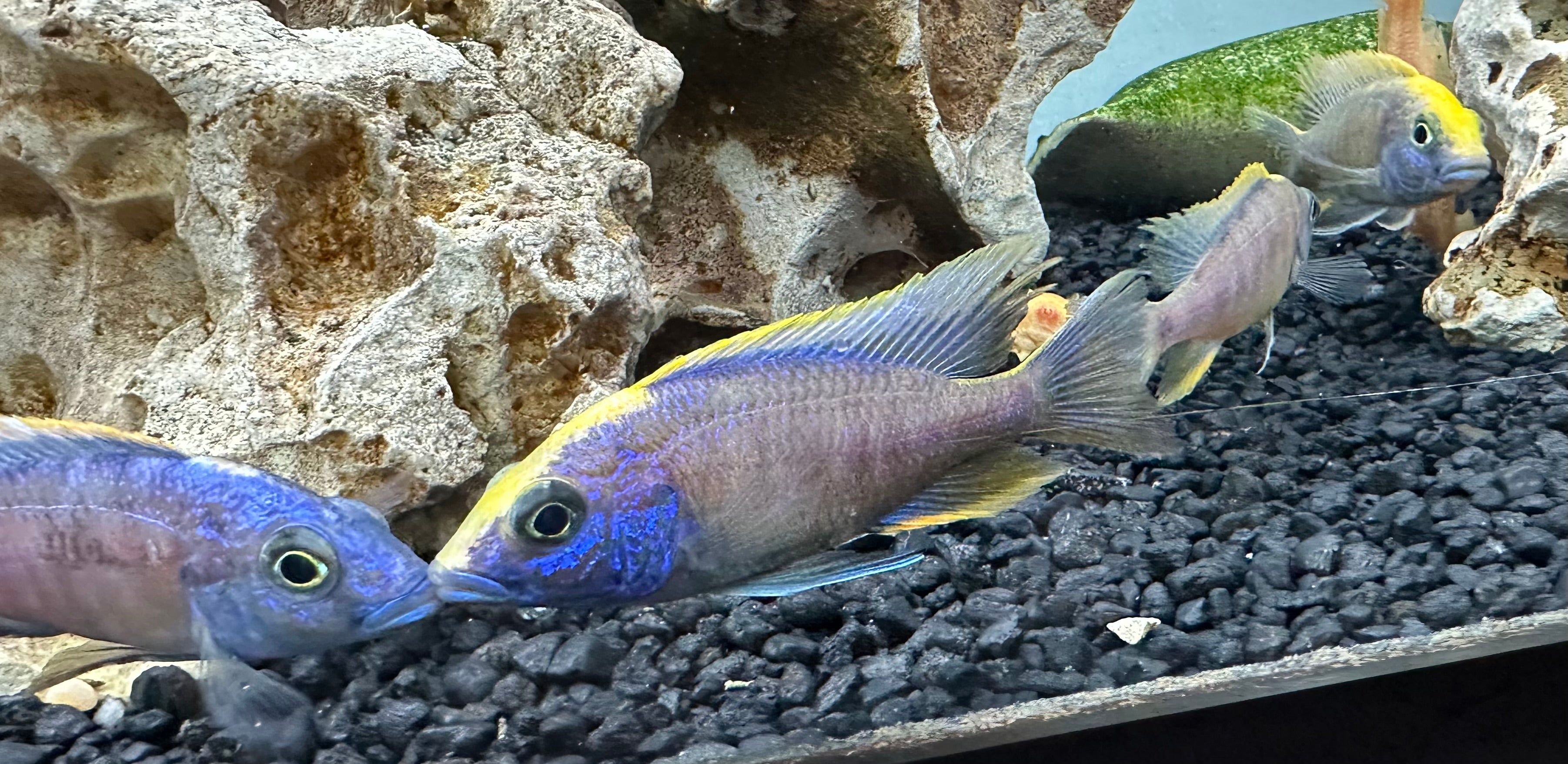 Yellow Blaze Hap Cichlid (3.5”+)