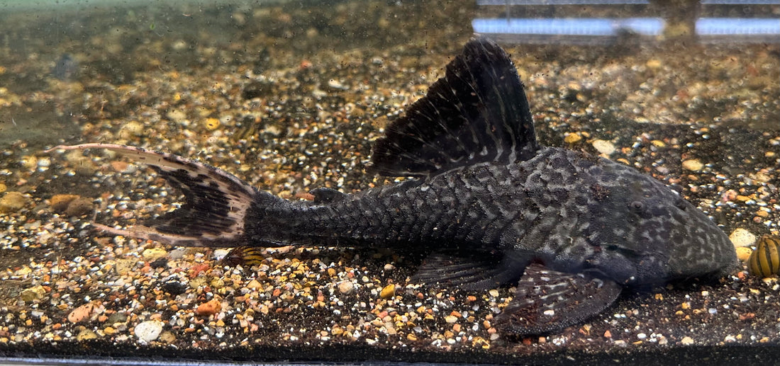 LARGE L090 Papa Panaque Pleco (7-8”)